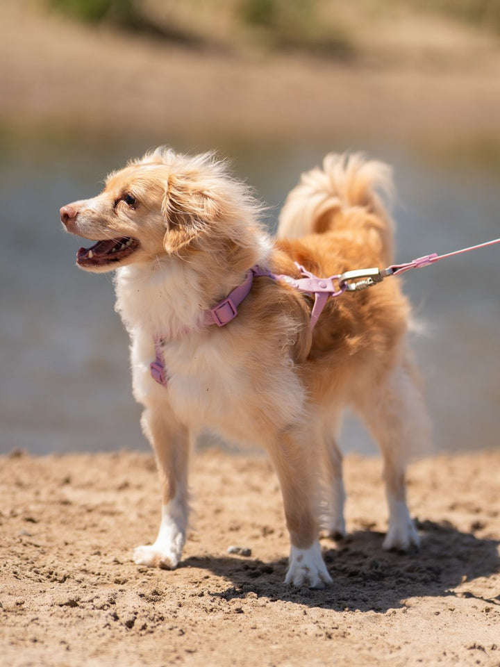 ARNES WATERPROOF PARA PERRO MAUVE