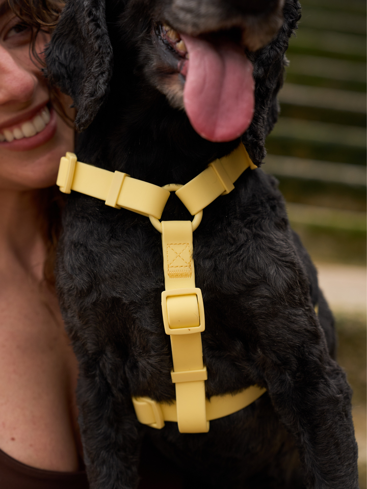 ARNES WATERPROOF PARA PERRO YELLOW
