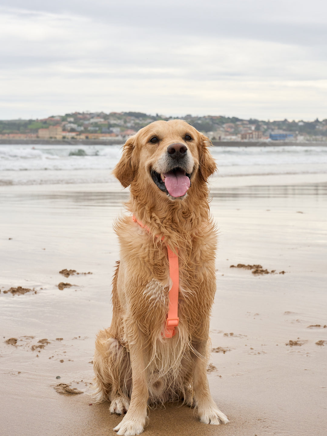 HARNAIS WATERPROOF CORAL POUR CHIEN