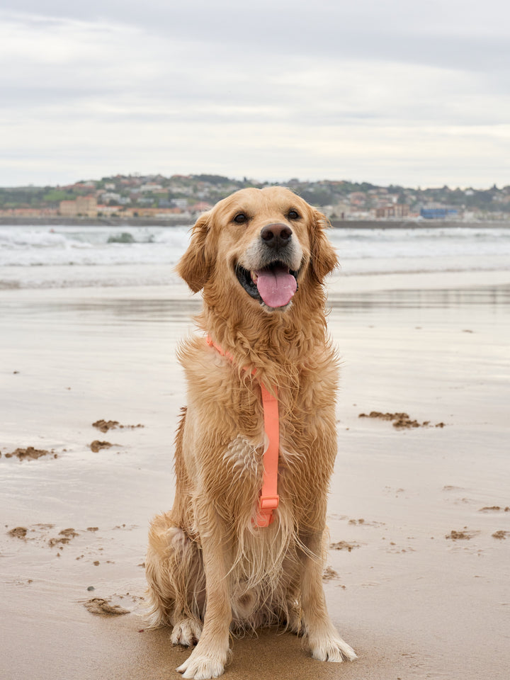 HARNAIS WATERPROOF CORAL POUR CHIEN
