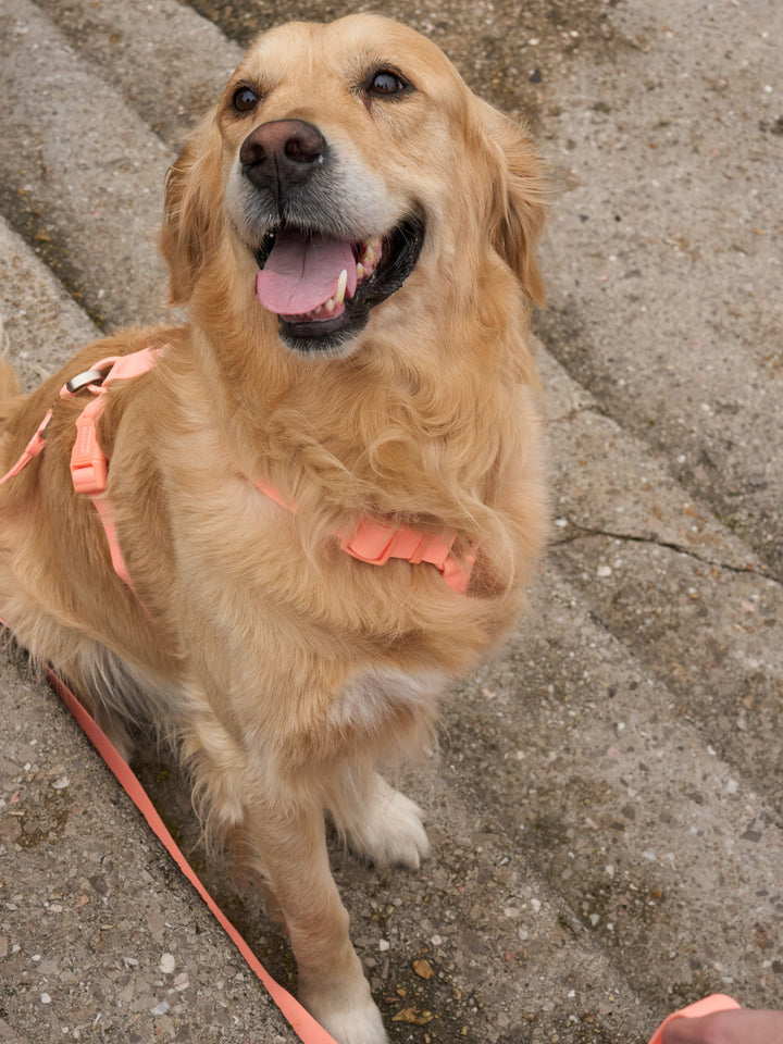 HARNAIS WATERPROOF CORAL POUR CHIEN
