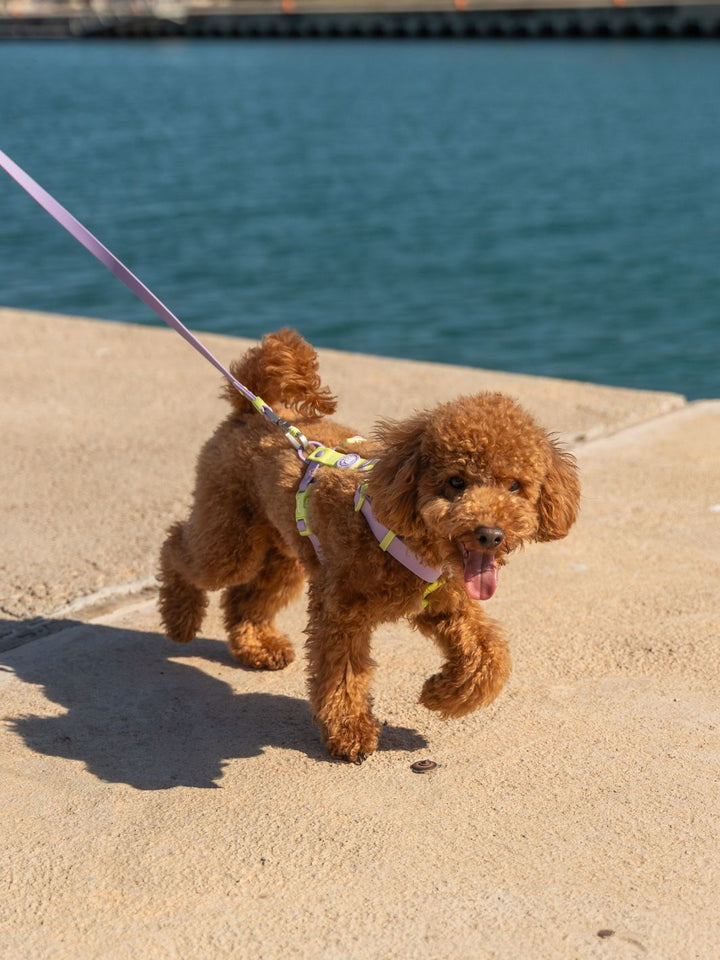ARNES WATERPROOF PARA PERRO VIOLET MATCHA