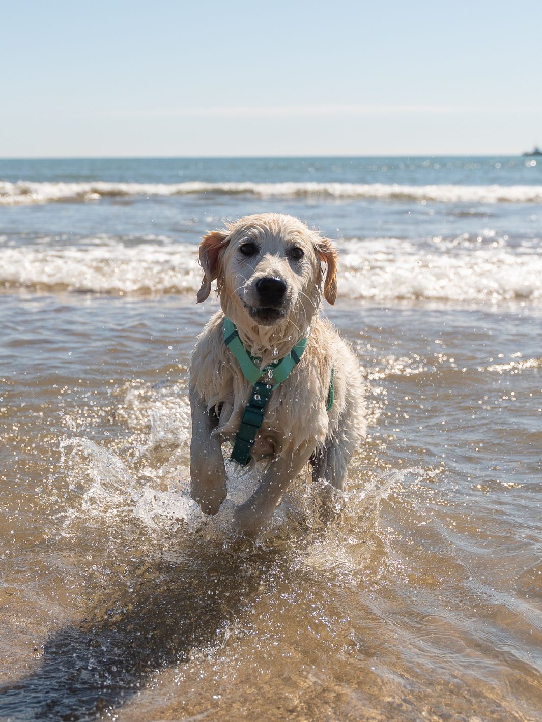 HARNAIS WATERPROOF JADE MINT POUR CHIEN