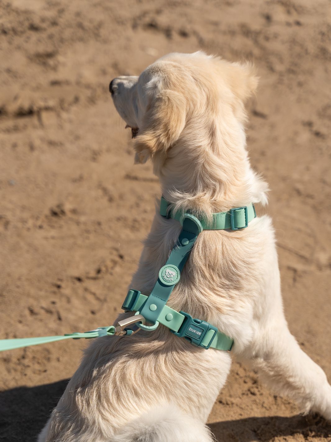 HARNAIS WATERPROOF JADE MINT POUR CHIEN