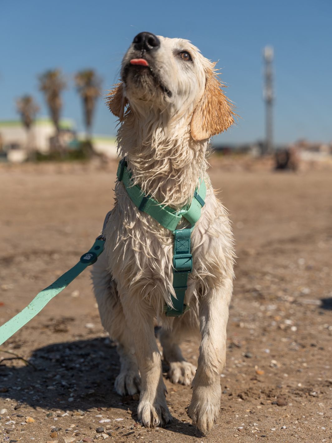 HARNAIS WATERPROOF JADE MINT POUR CHIEN