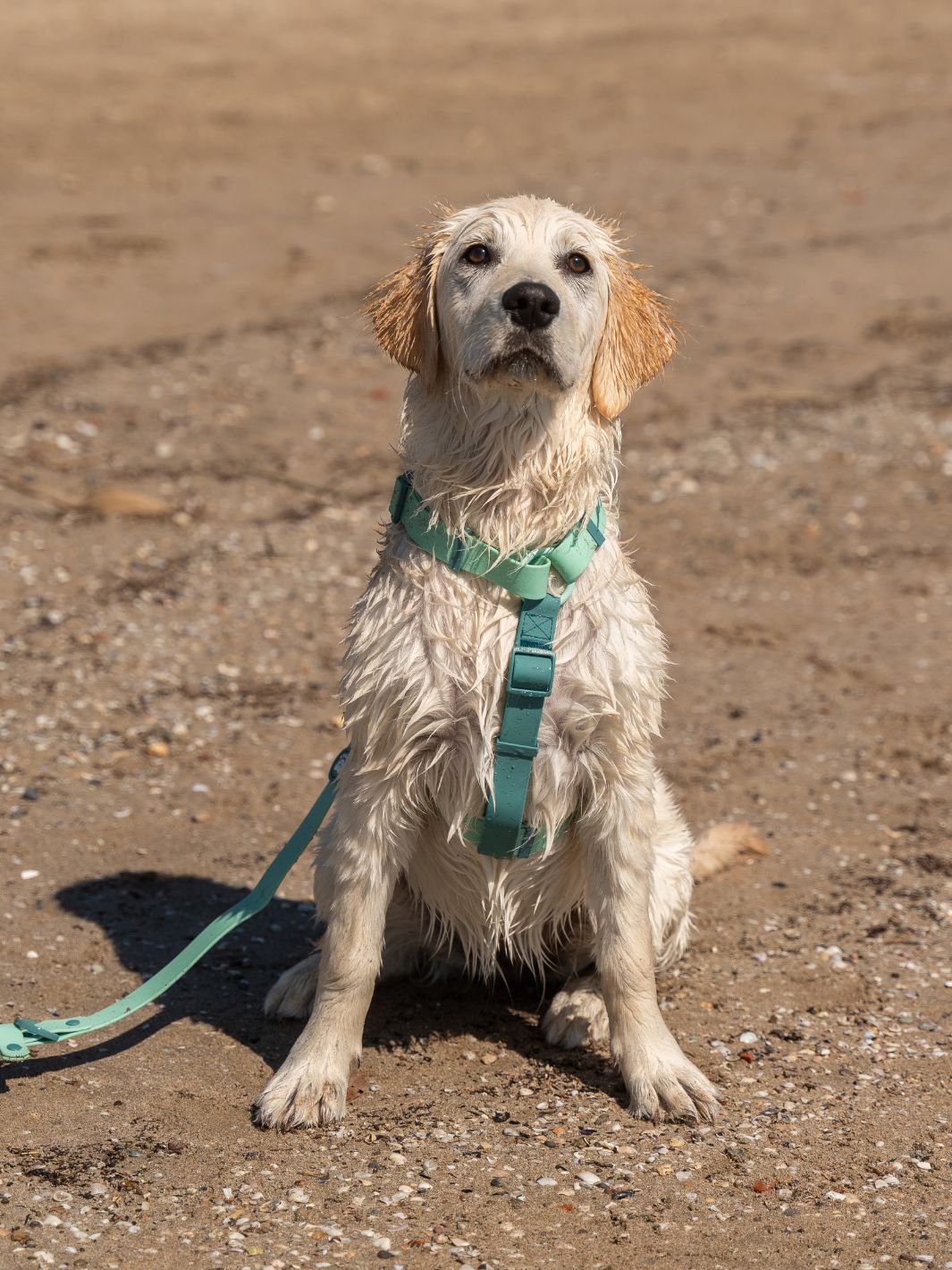 HARNAIS WATERPROOF JADE MINT POUR CHIEN