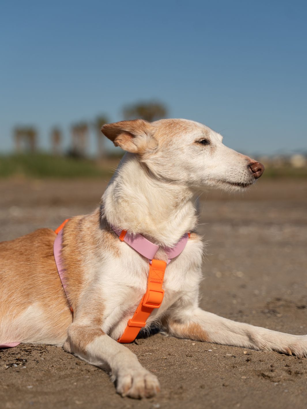 ARNÊS WATERPROOF PARA CÃES TANGERINE PINK