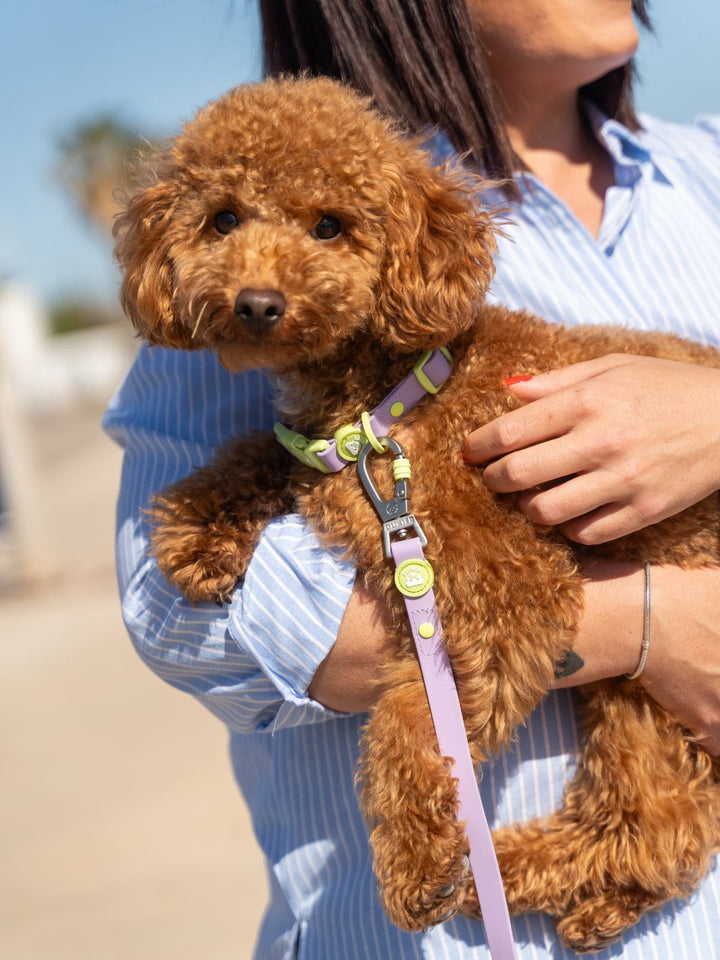 COLLAR WATERPROOF PARA PERRO VIOLET MATCHA