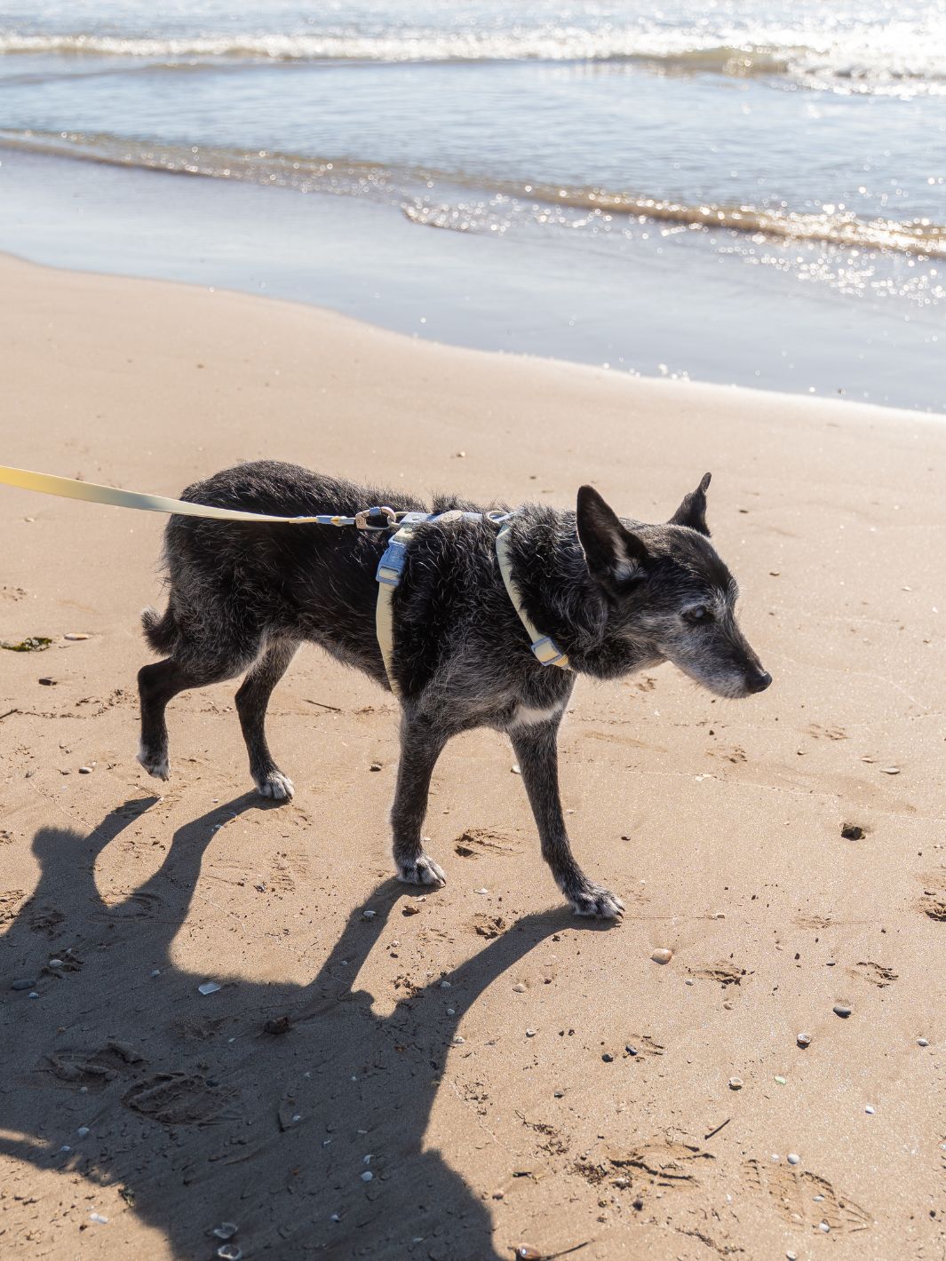ARNES WATERPROOF PARA PERRO VANILLA BLUE