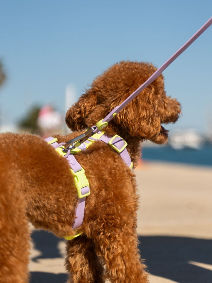 ARNES WATERPROOF PARA PERRO VIOLET MATCHA