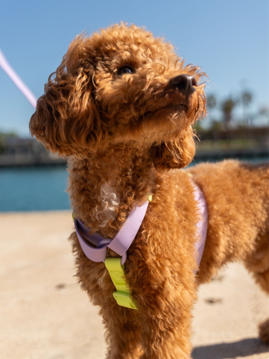 ARNES WATERPROOF PARA PERRO VIOLET MATCHA
