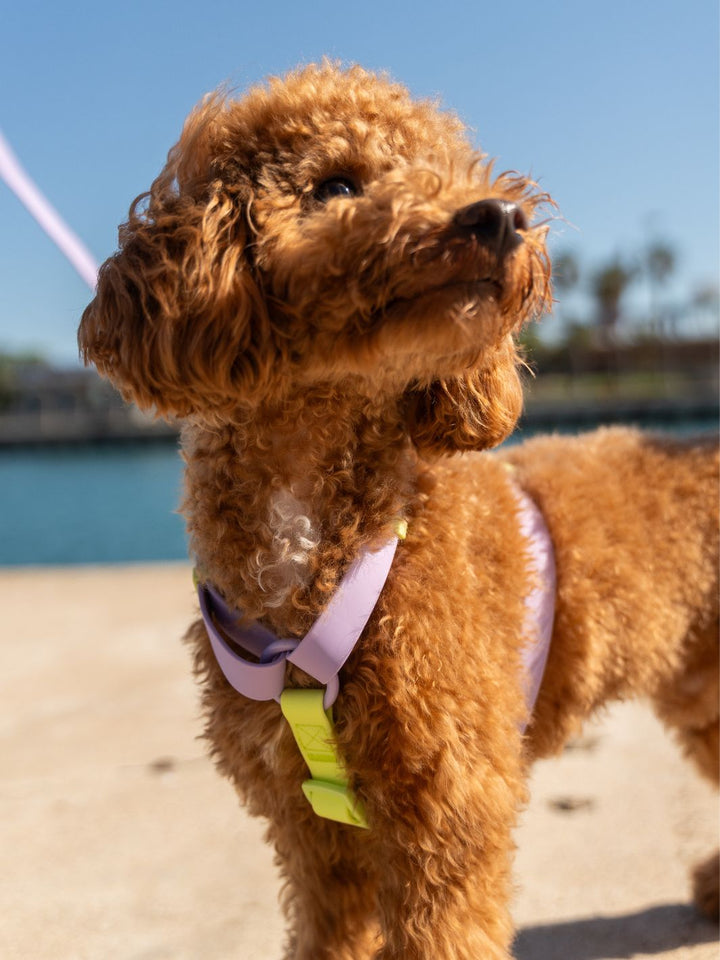 ARNES WATERPROOF PARA PERRO VIOLET MATCHA