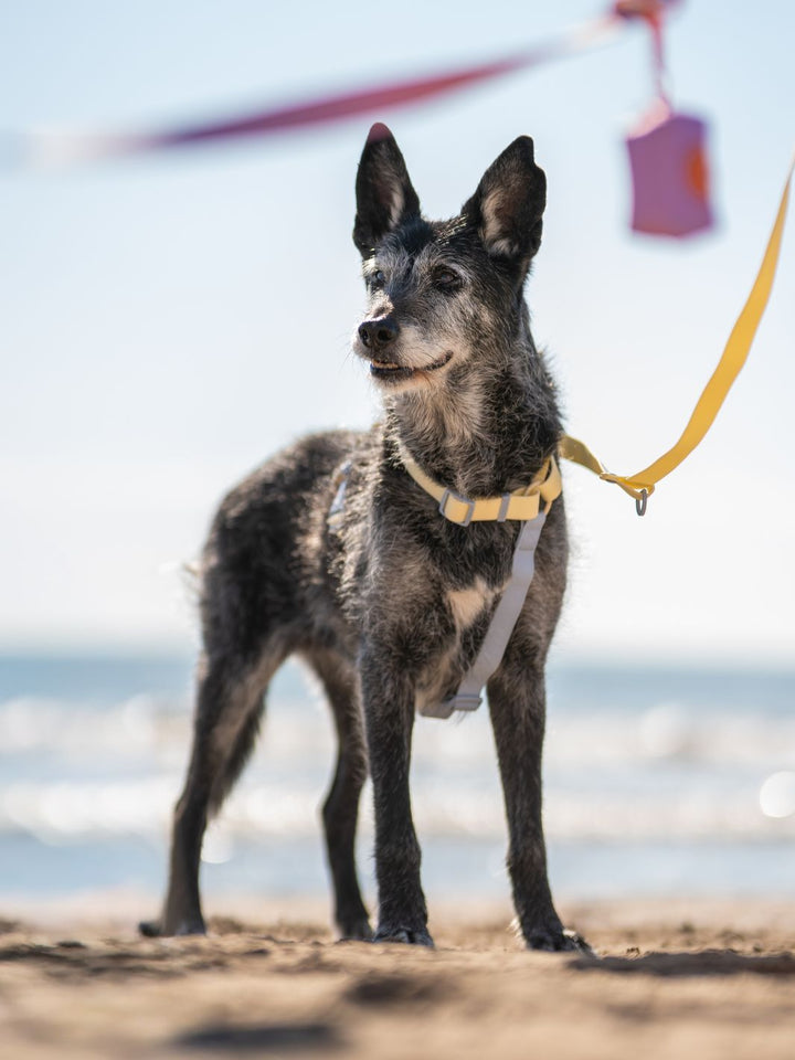 ARNES WATERPROOF PARA PERRO VANILLA BLUE