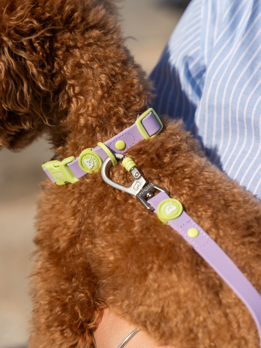 COLLAR WATERPROOF PARA PERRO VIOLET MATCHA
