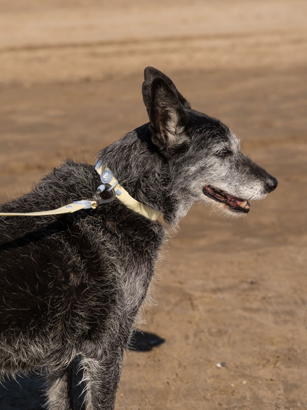 WATERPROOF HUNDEHALSBAND VANILLA BLUE