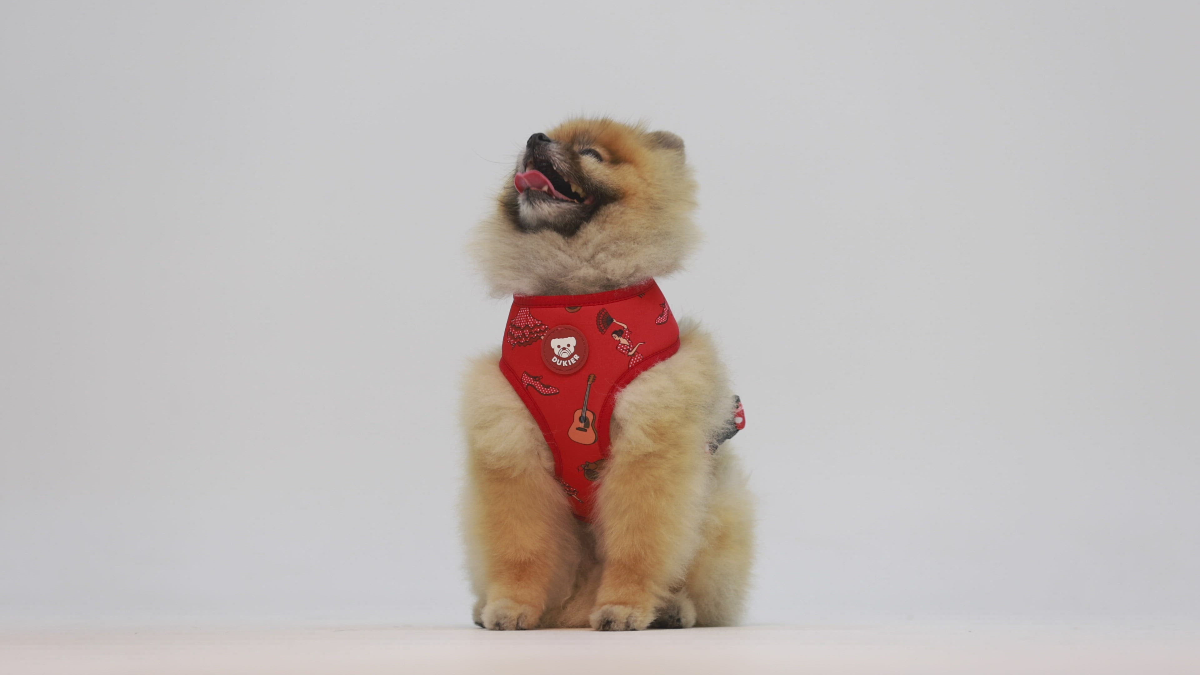 FLAMENCO REVERSIBLE DOG HARNESS