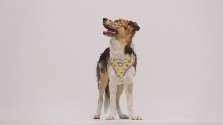 SMILEY ADJUSTABLE DOG HARNESS