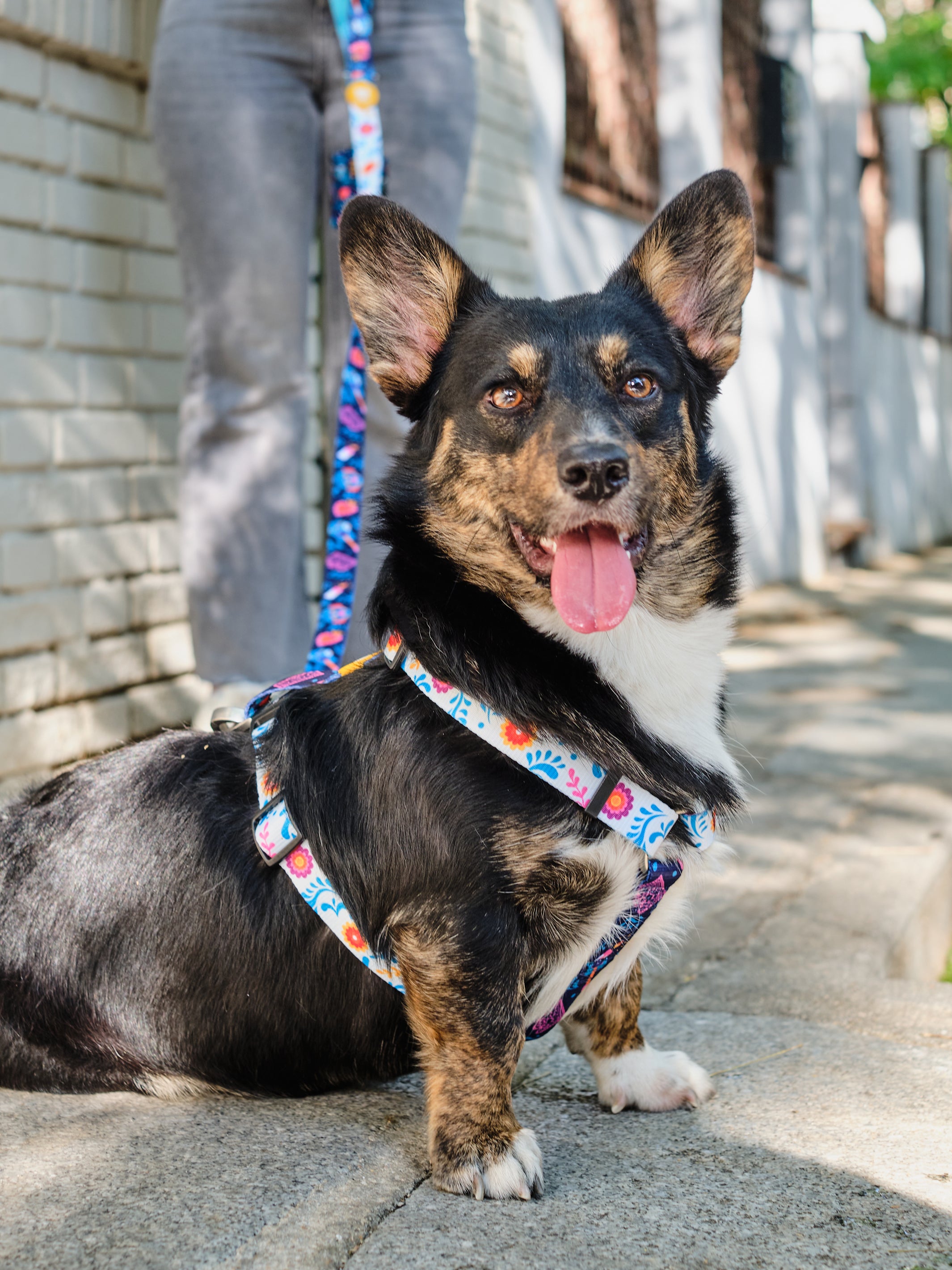 CLASSIC HARNESS CATRINA FOR DOGS