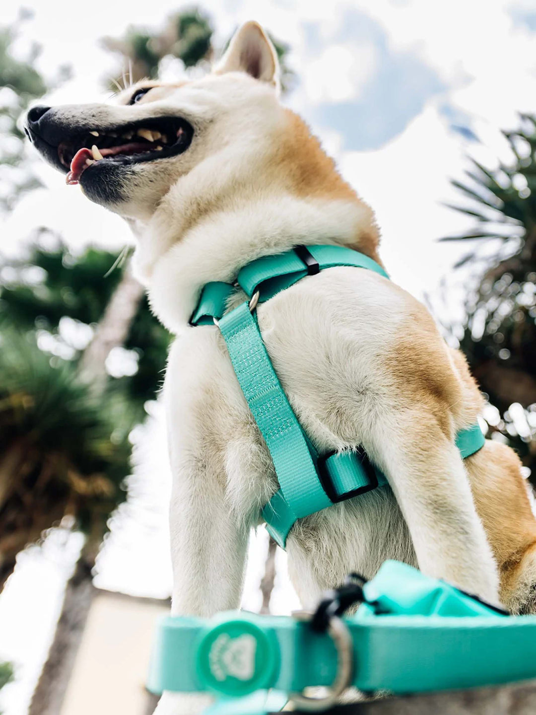 PETTORINA CLASSICA PER CANE MINT