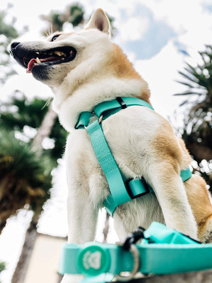 MINT LEASH FOR DOGS