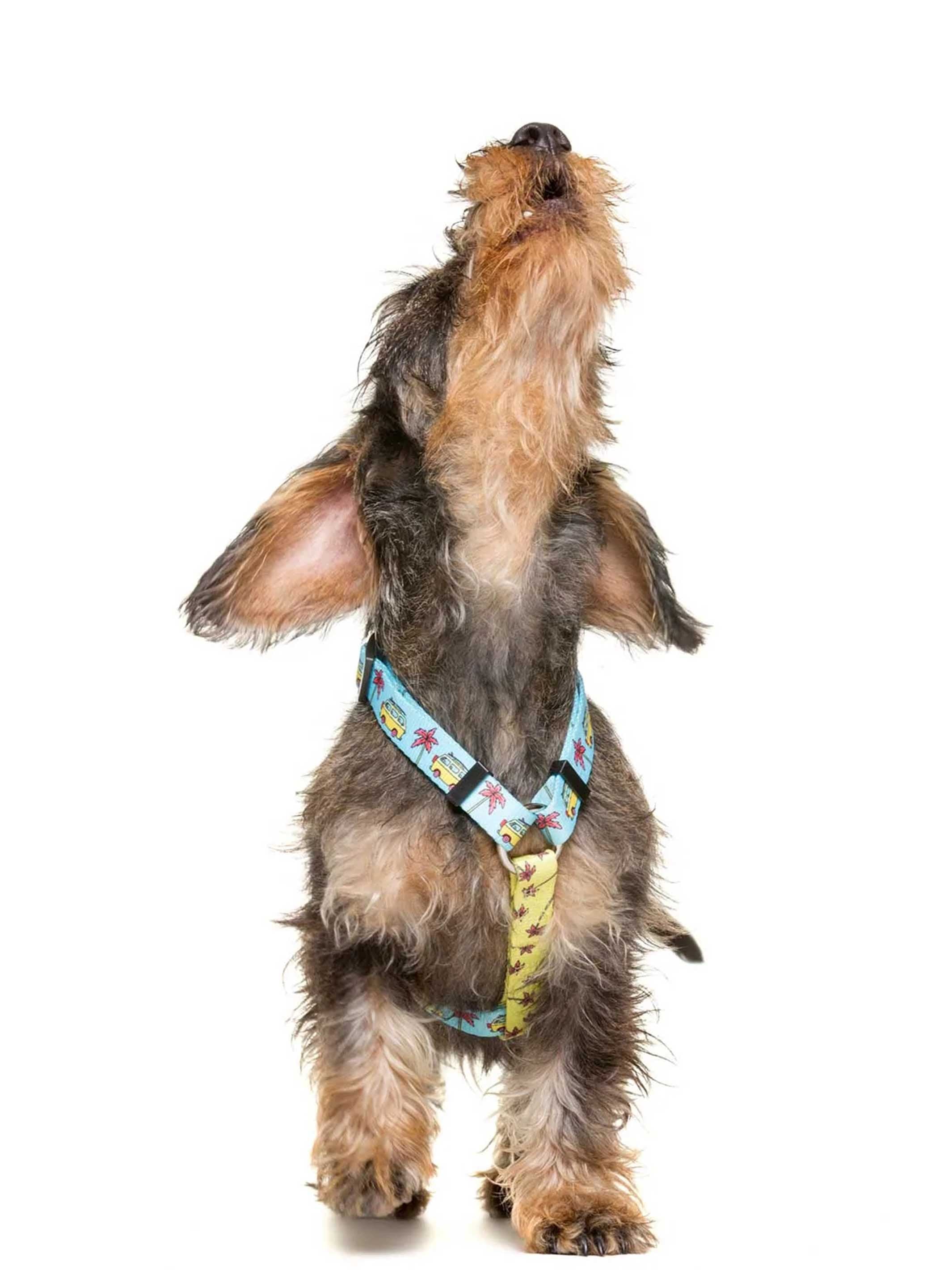 CALIFORNIA CLASSIC DOG HARNESS