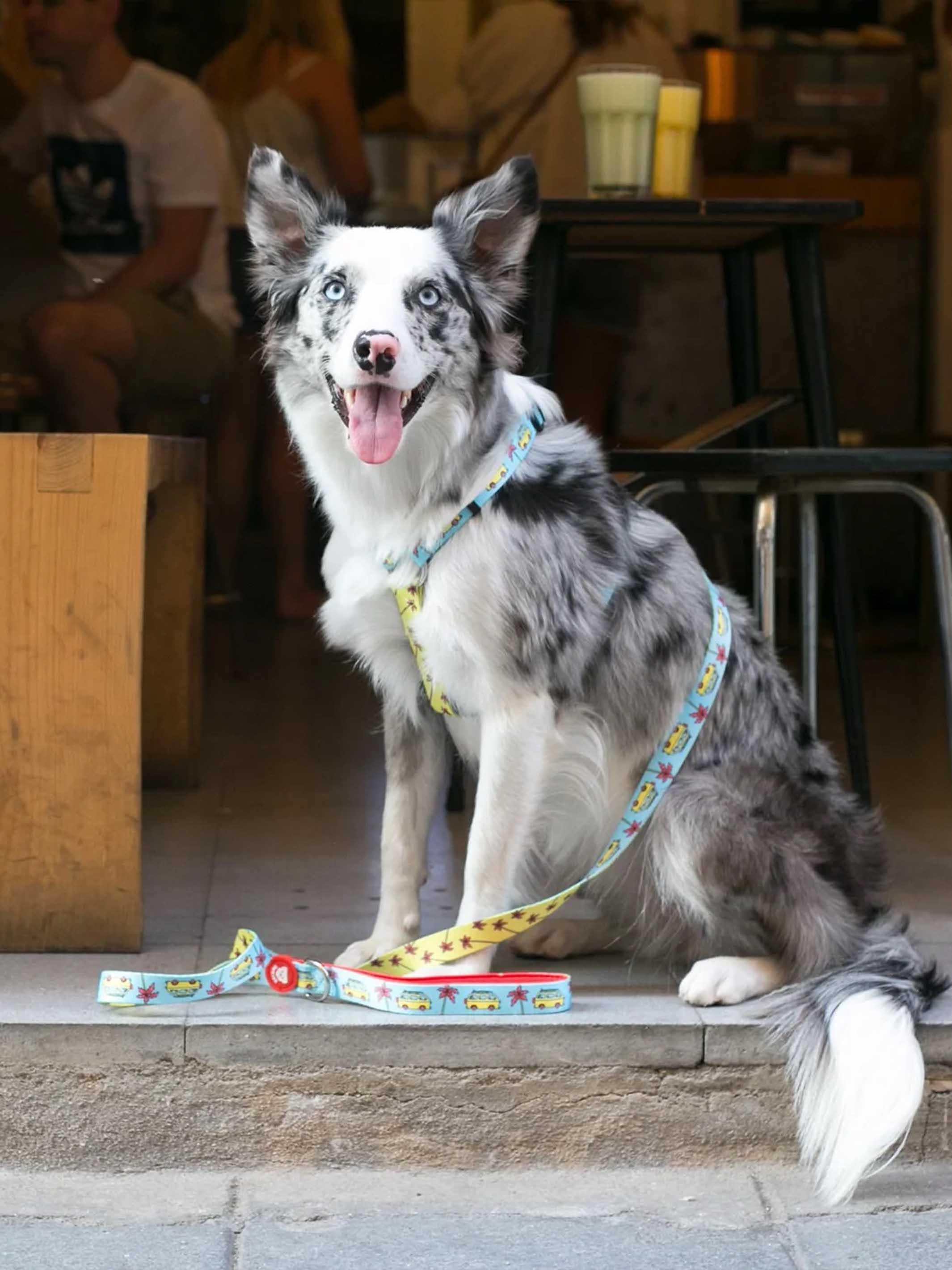 CALIFORNIA CLASSIC DOG HARNESS