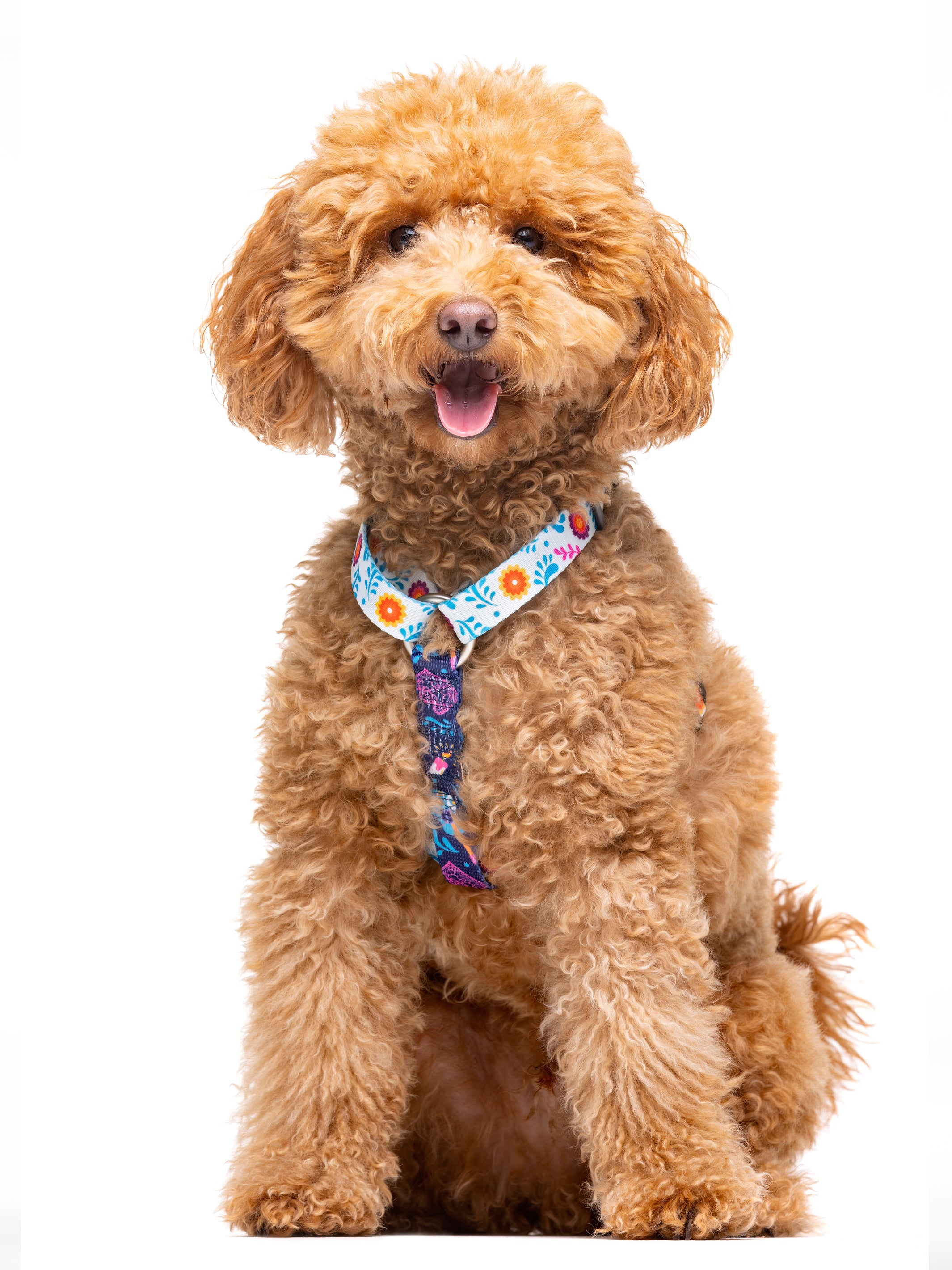 CLASSIC HARNESS CATRINA FOR DOGS