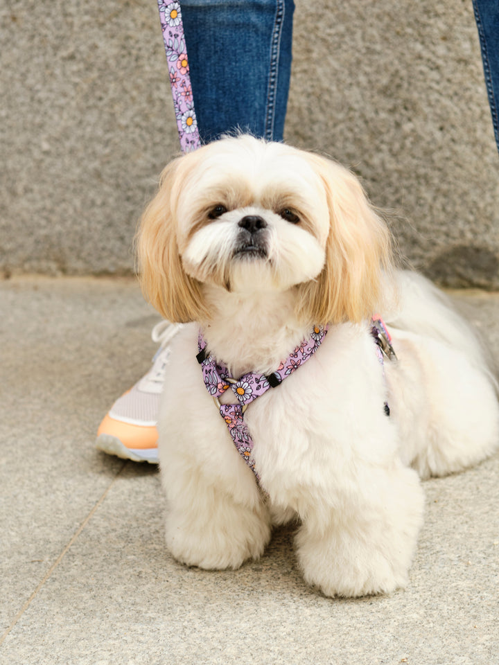 FLOWER POWER  CLASSIC HARNESS FOR DOGS