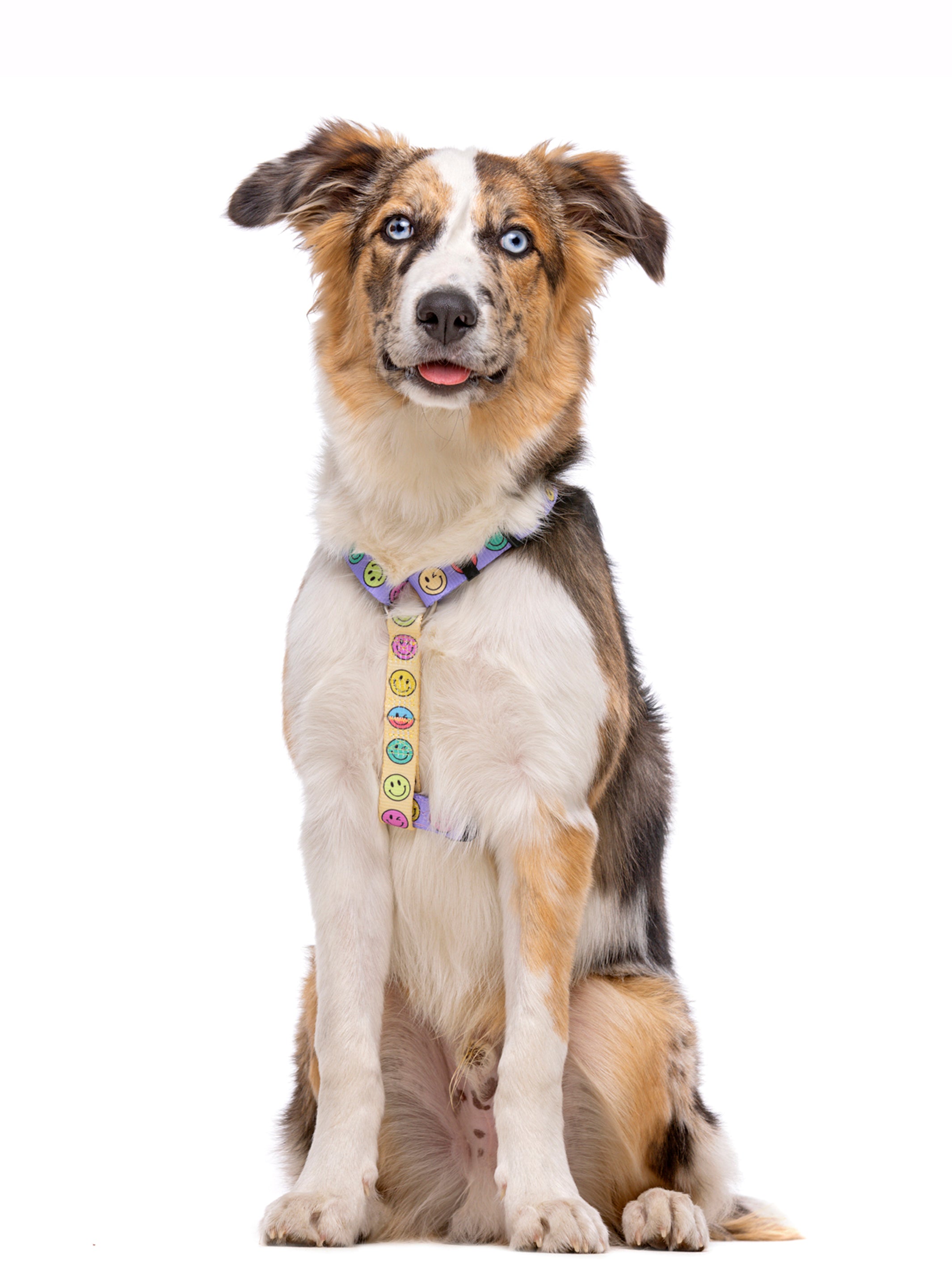 SMILEY CLASSIC DOG HARNESS