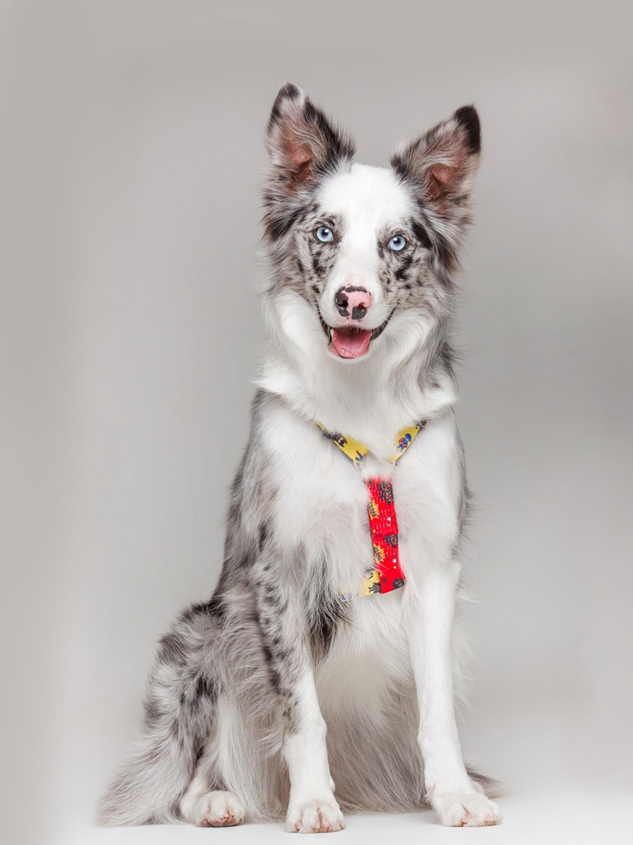 CLASSIC SUPERDOG DOG HARNESS