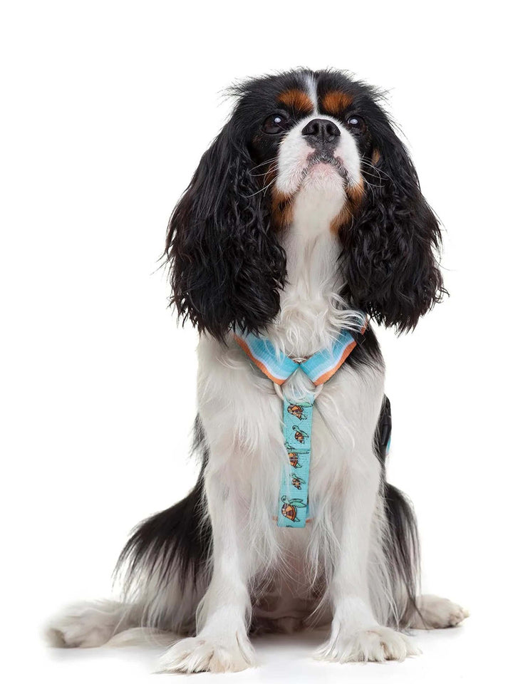 HARNAIS CLASSIC POUR CHIEN TURTLE