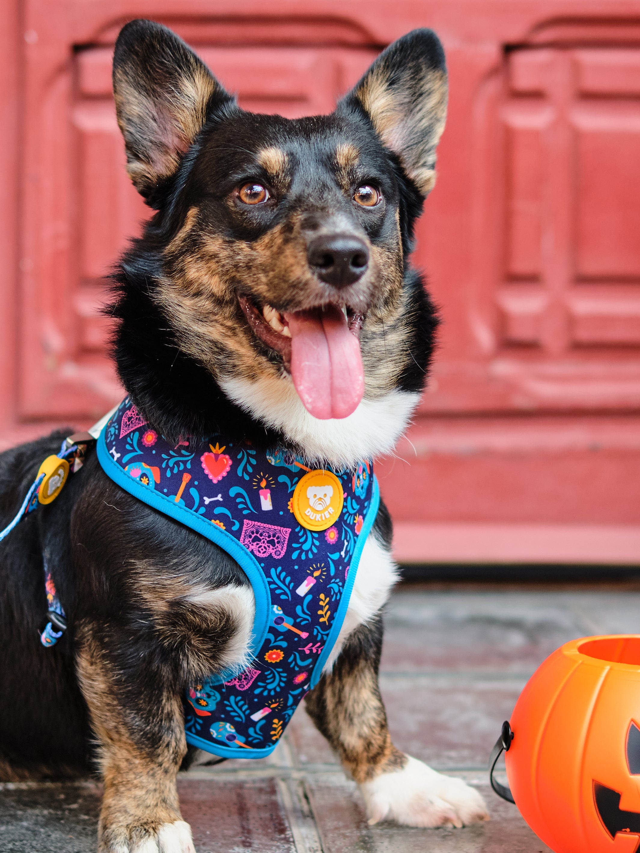 CATRINA REVERSIBLE DOG HARNESS