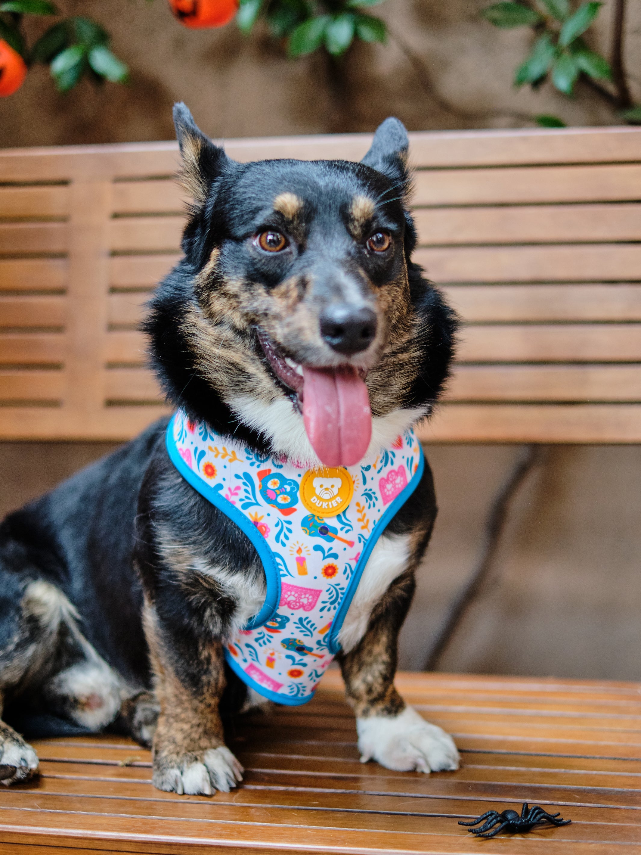 CATRINA REVERSIBLE DOG HARNESS