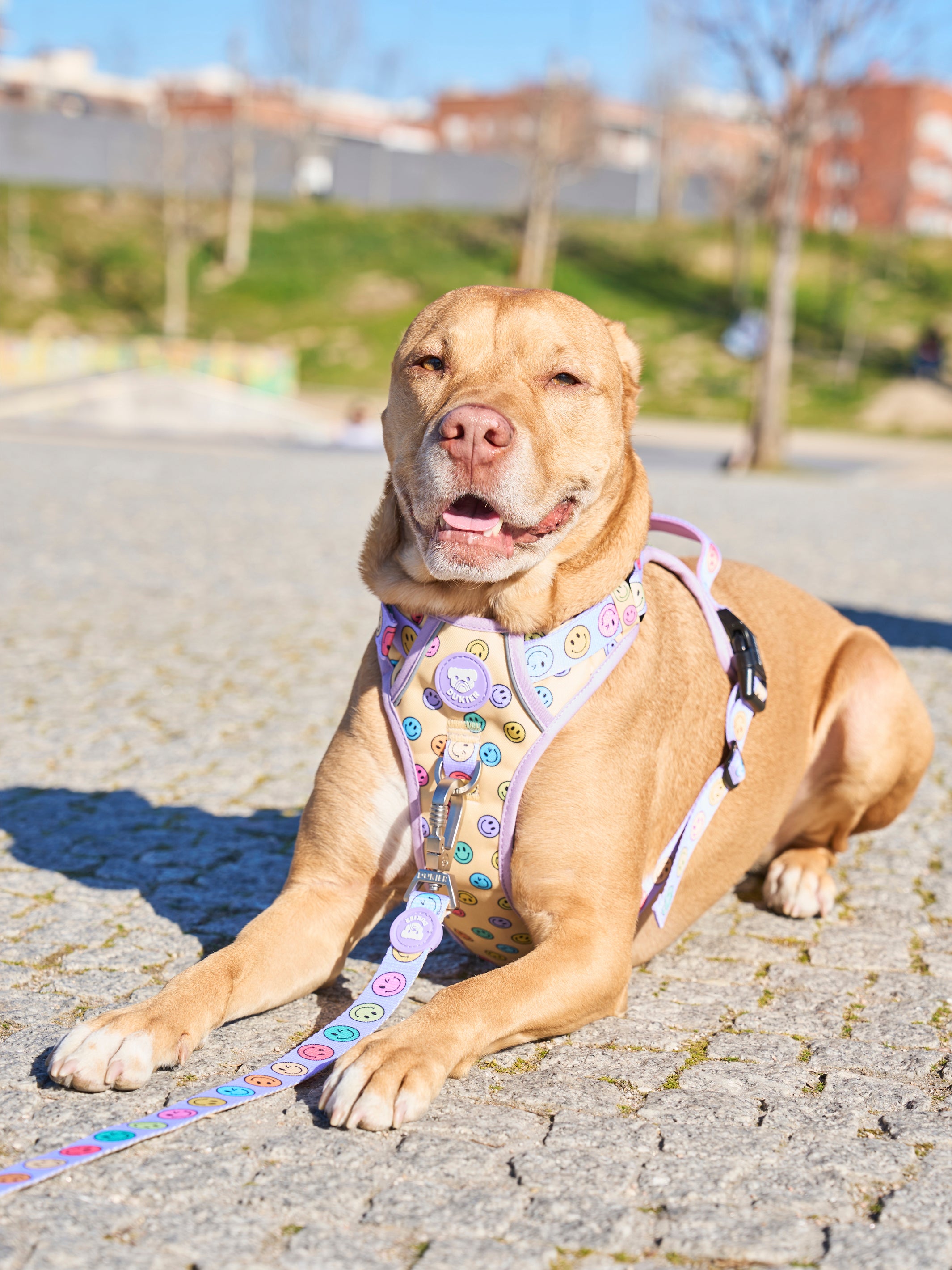 TRAIL DOG HARNESS SMILEY