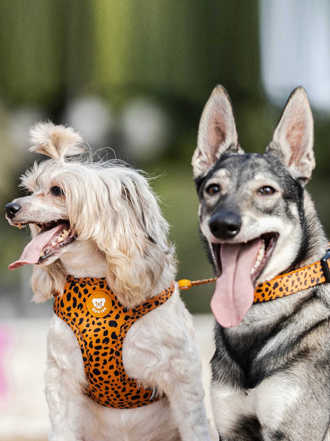 CHEETAH GOLD ADJUSTABLE DOG HARNESS