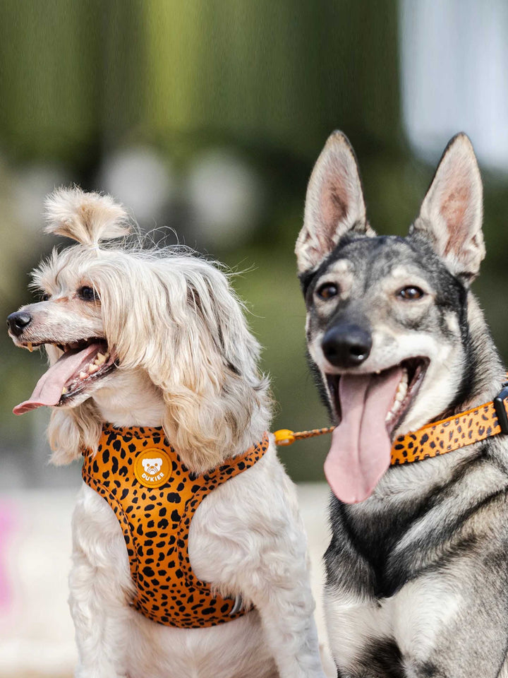 CHEETAH GOLD ADJUSTABLE DOG HARNESS