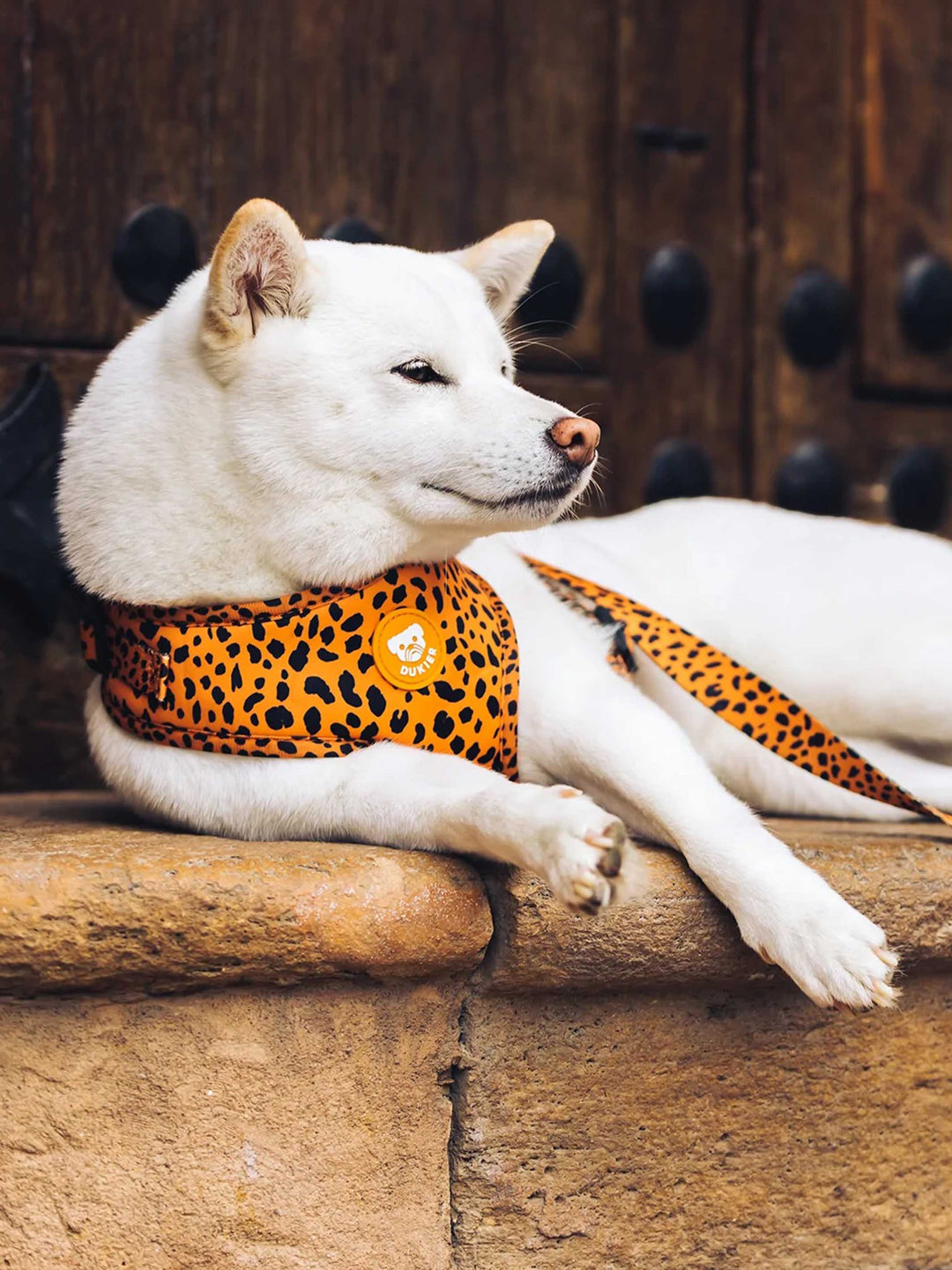 CHEETAH GOLD ADJUSTABLE DOG HARNESS
