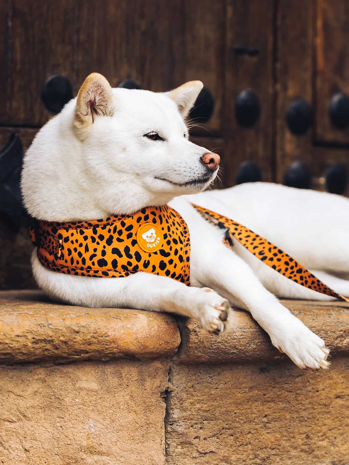 CHEETAH GOLD ADJUSTABLE DOG HARNESS