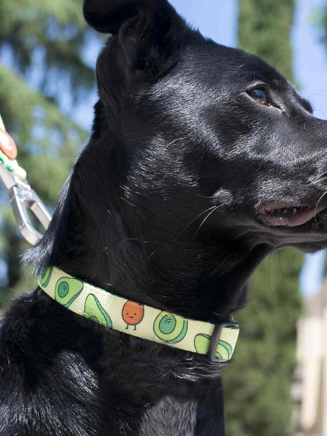 COLLAR PARA PERRO AVOCADO