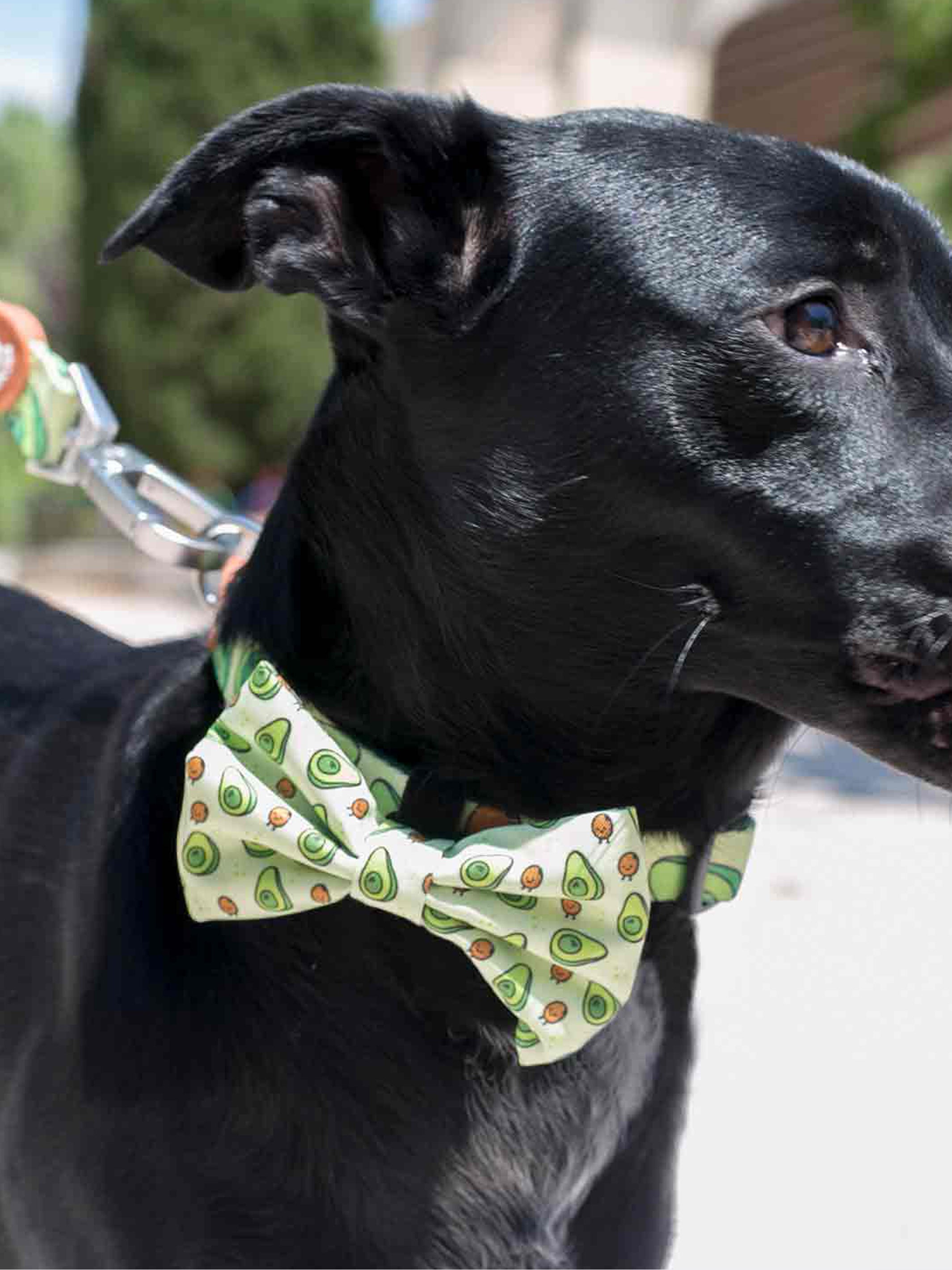 AVOCADO BOW TIE FOR DOGS