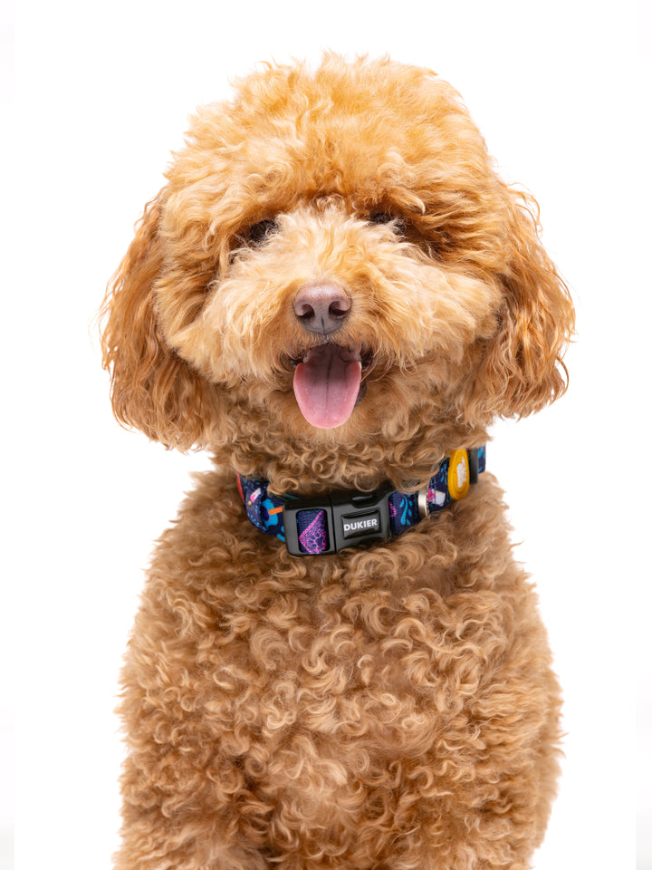 CATRINA DOG COLLAR