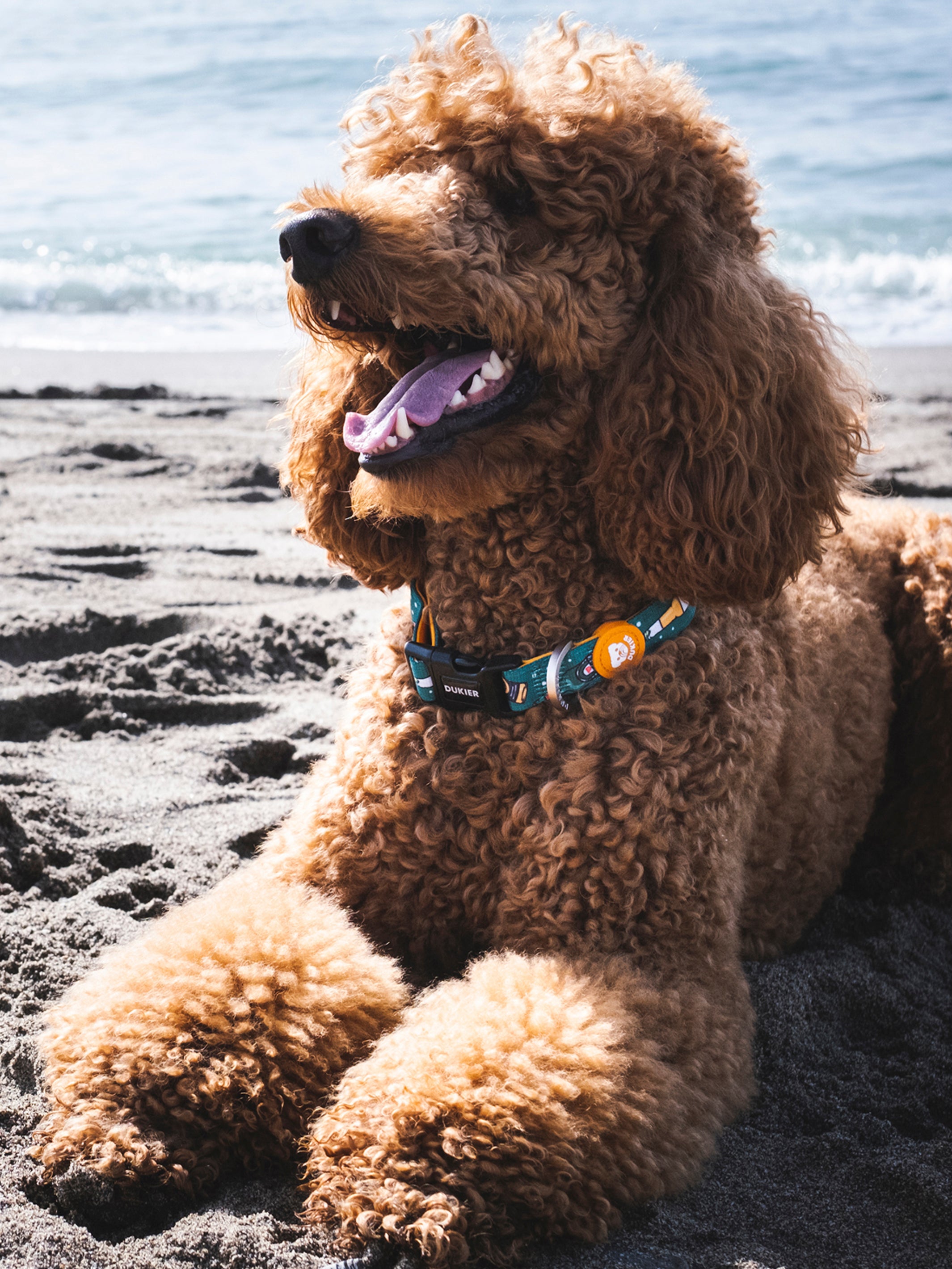 BEER DOG COLLAR