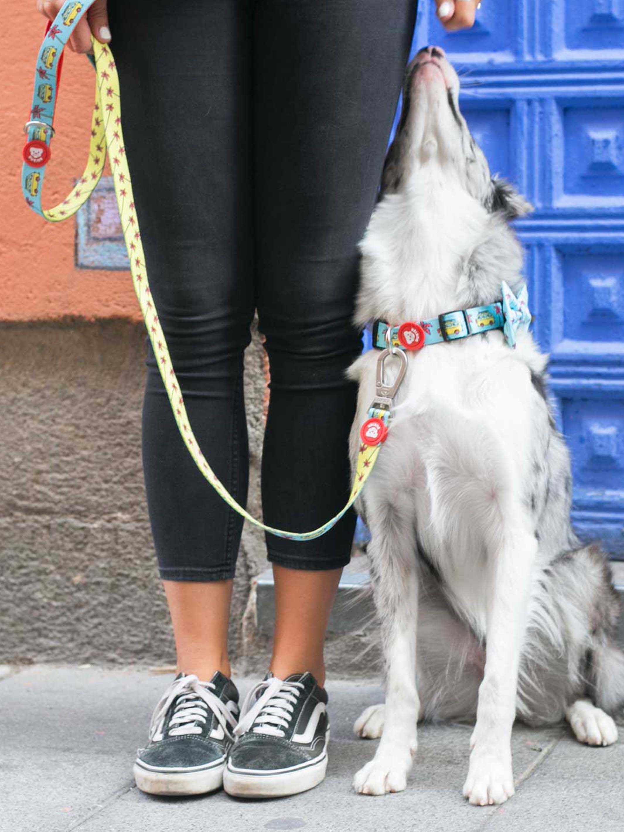 CALIFORNIA COLLAR FOR DOGS