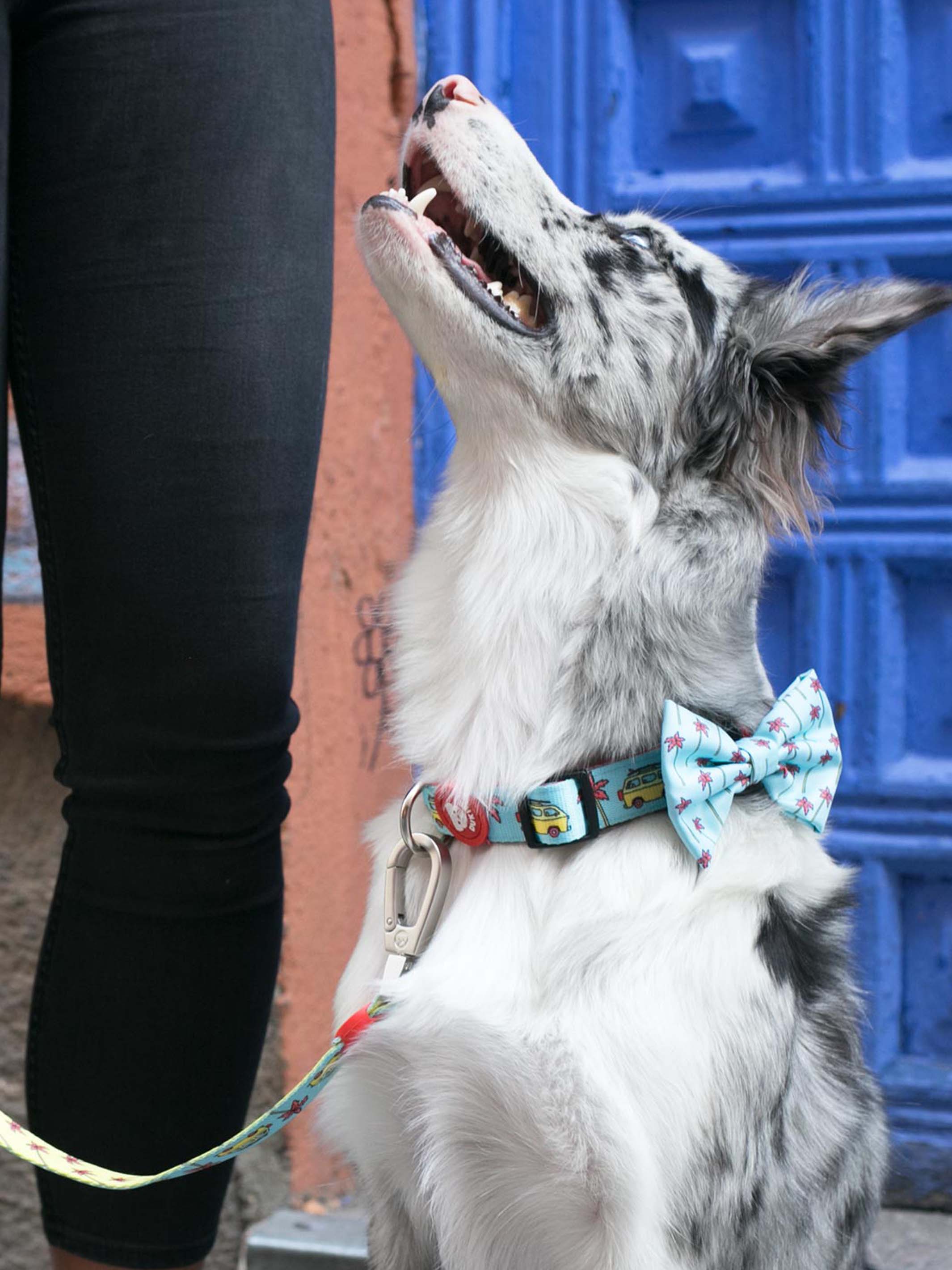 CALIFORNIA COLLAR FOR DOGS