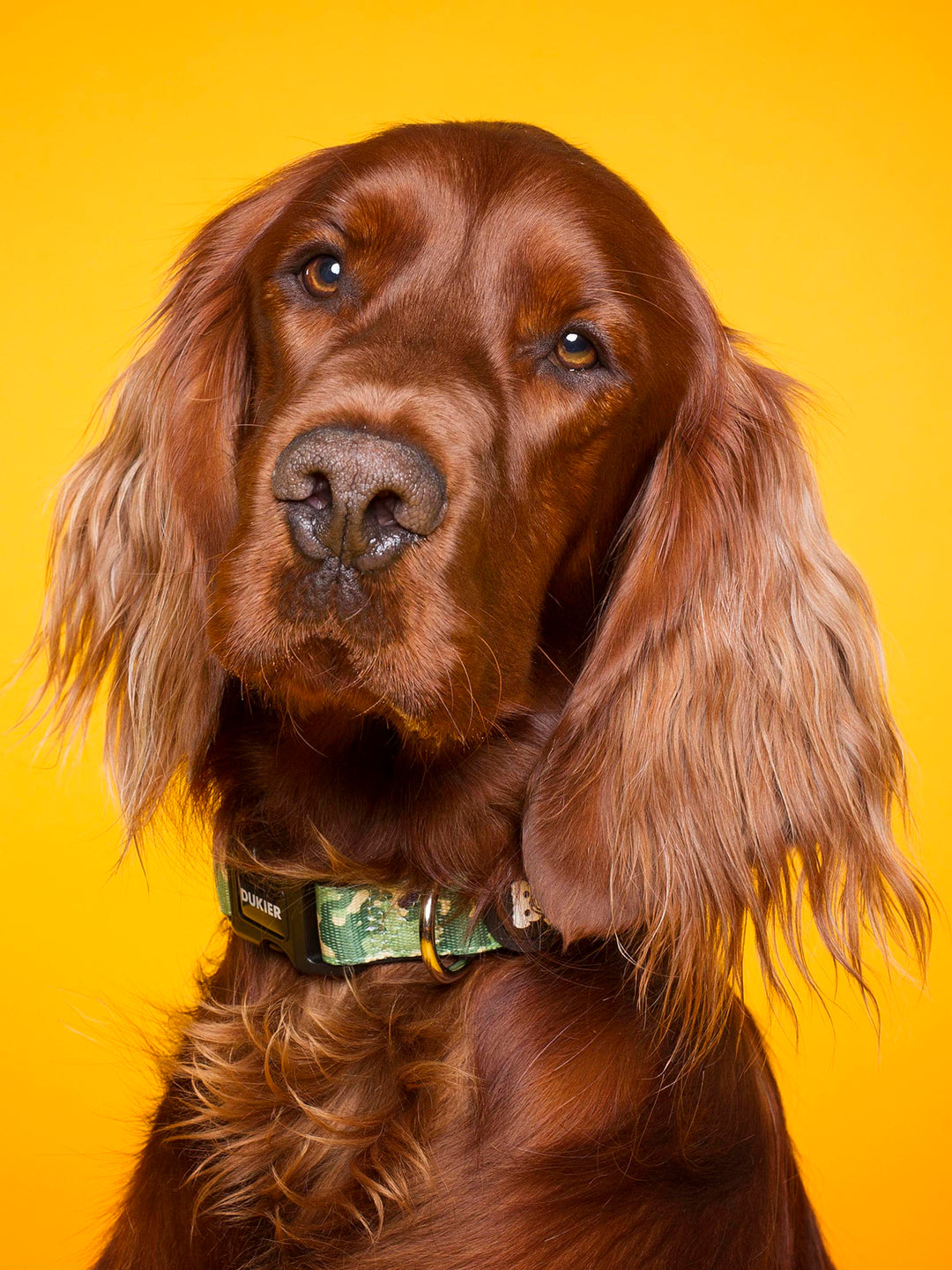 COLLAR PARA PERRO CAMO