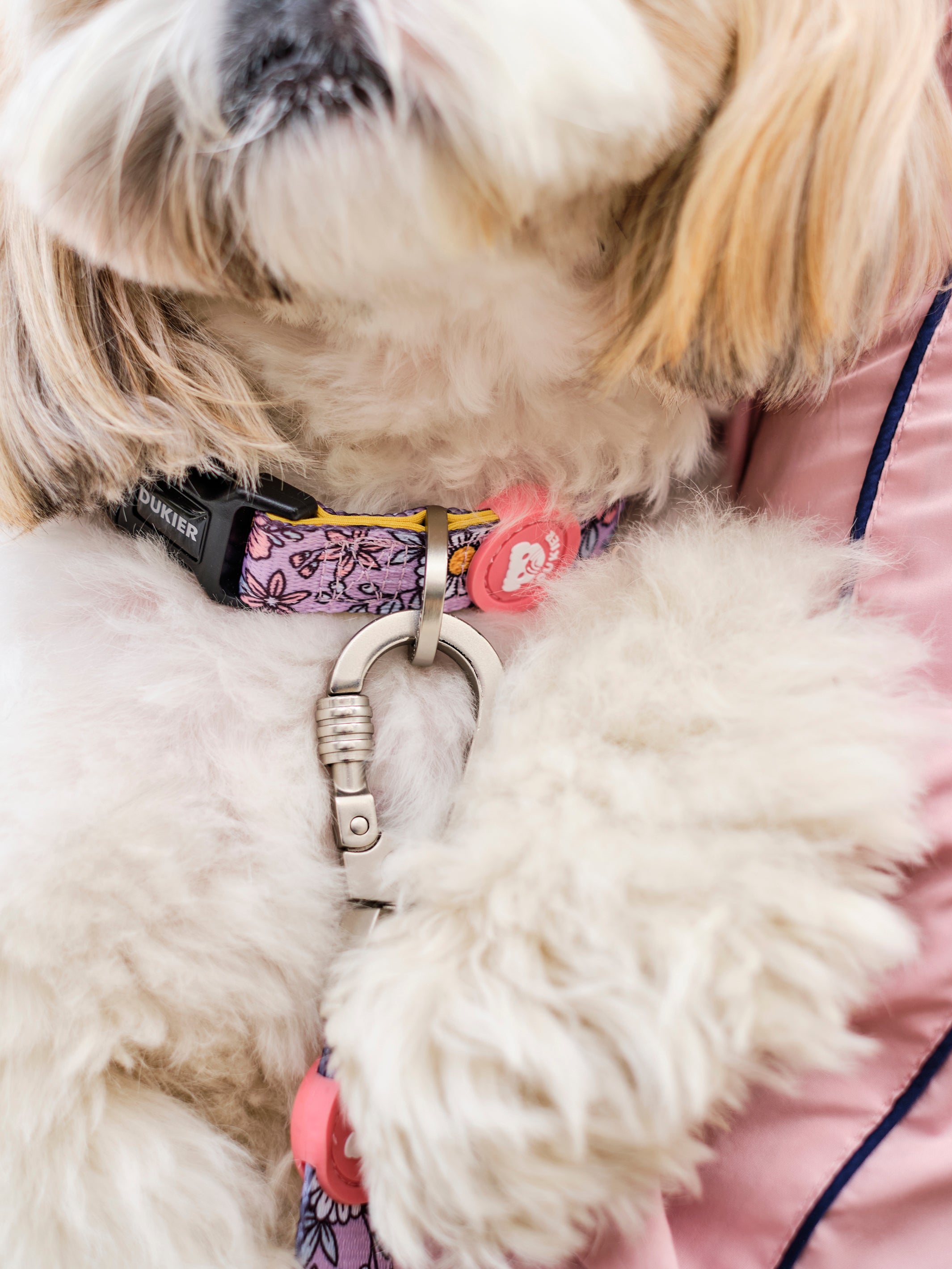FLOWER POWER DOG COLLAR