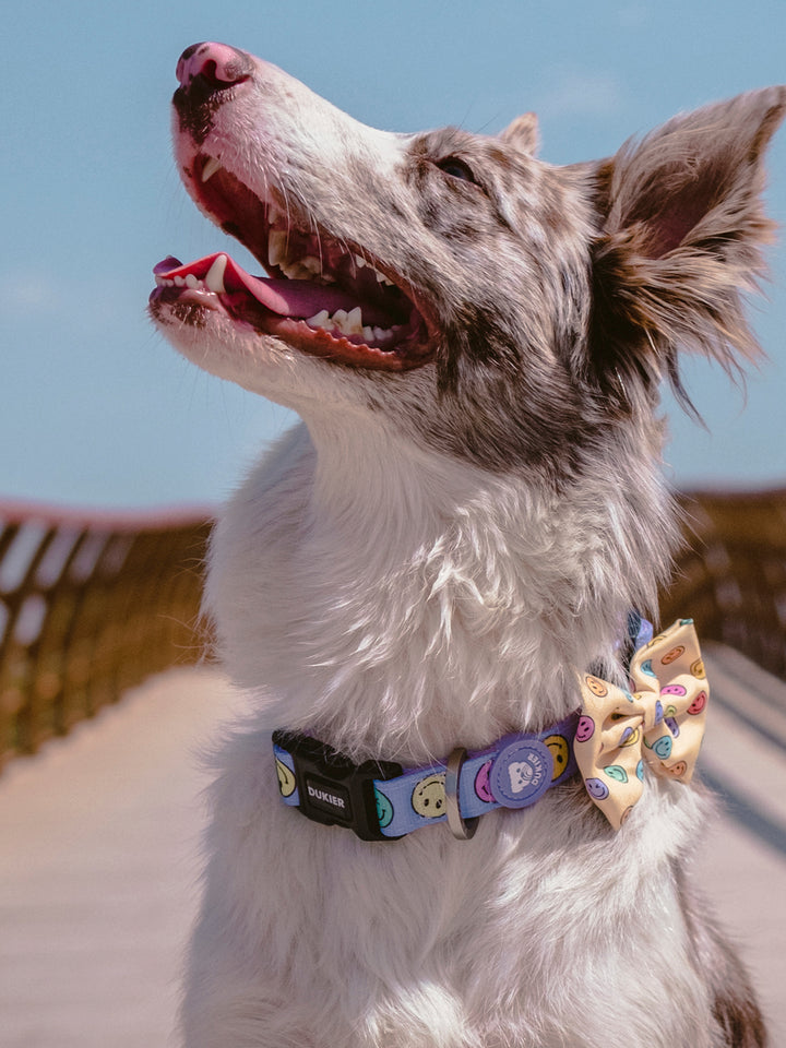 COLLAR PARA PERRO SMILEY