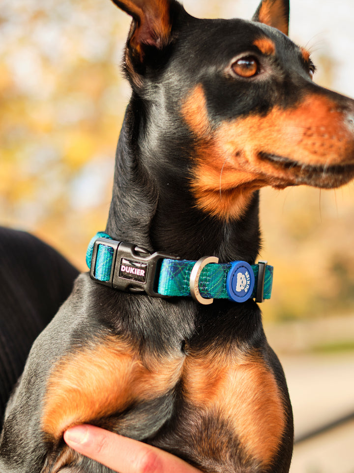 COLLAR PARA PERRO TARTÁN