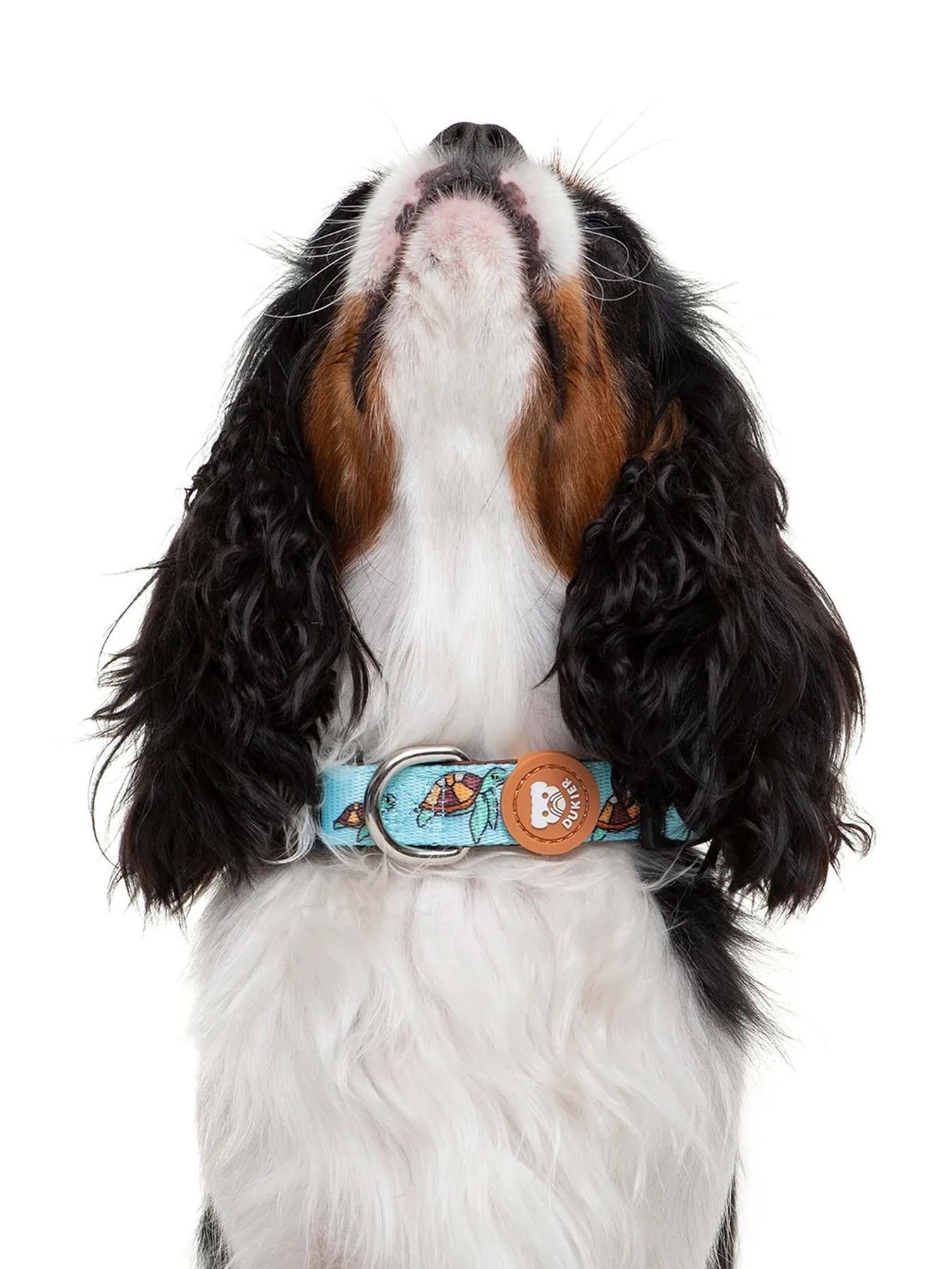 Turtle deals dog collar