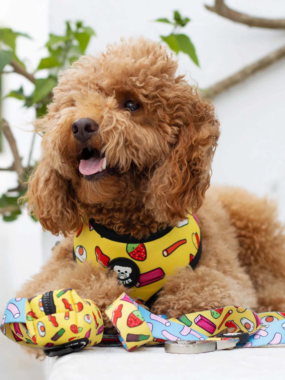 SWEETS LEASH FOR DOGS